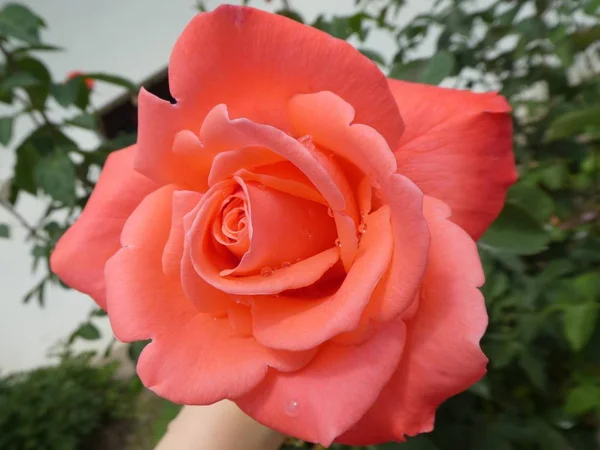 Den Ljus Rosa Blomma Vilda Rosenbuske Bergen Italien — Stockfoto