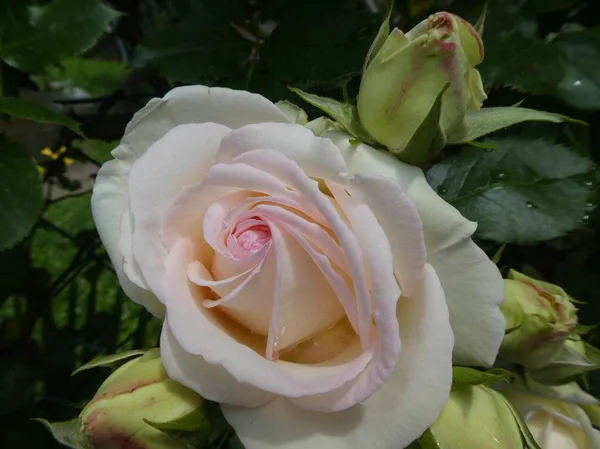 春のガーデンのバラの茂みの光のピンク花 — ストック写真