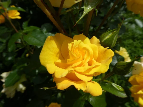 Gelbe Blüte Eines Rosenstrauches Garten Frühling — Stockfoto