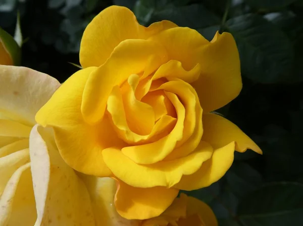 Gelbe Blüte Eines Rosenstrauches Garten Frühling — Stockfoto