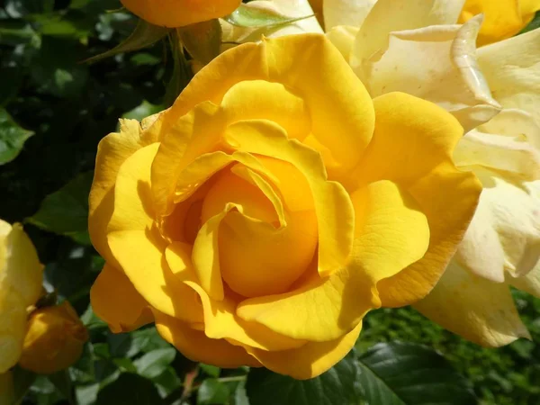 Gelbe Blüte Eines Rosenstrauches Garten Frühling — Stockfoto