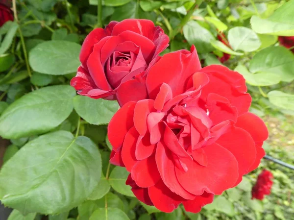 Fiore Rosso Cespuglio Rose Nel Giardino Primavera — Foto Stock