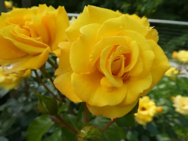 春のガーデンのバラの茂みの黄色の花 — ストック写真