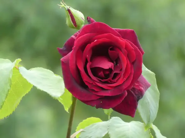 Fleur Rouge Rosier Dans Jardin Printemps — Photo