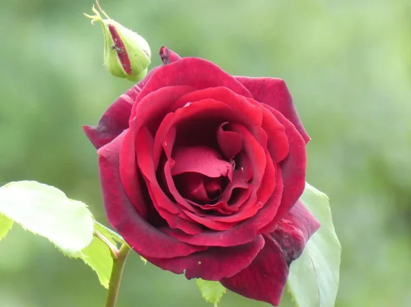 Rote Blüte Eines Rosenstrauches Garten Frühling — Stockfoto