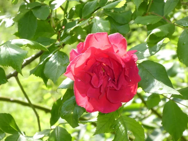 Červený Květ Růže Bush Zahradě Jaře — Stock fotografie