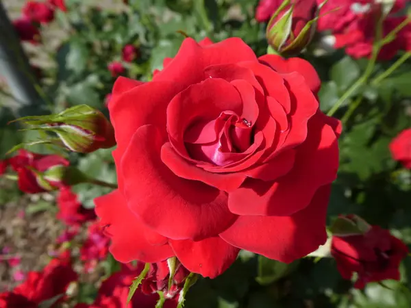 Rote Blüte Eines Rosenstrauches Garten Frühling — Stockfoto