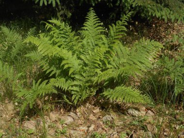 Fern bahar ormanında