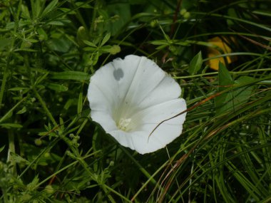 bir kahkaha çiçek bahar ormanında beyaz çiçeği