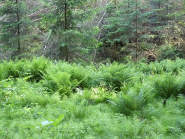 Fern bahar ormanında