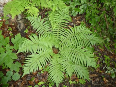 Fern bahar Bavyera'da ormanında