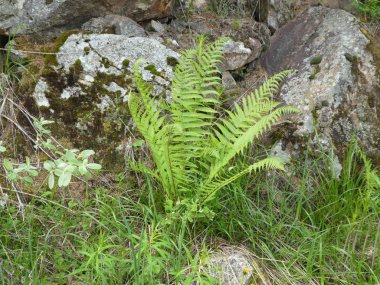 Fern bahar Bavyera'da ormanında