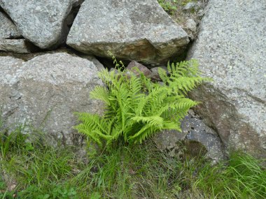 Fern bahar Bavyera'da ormanında