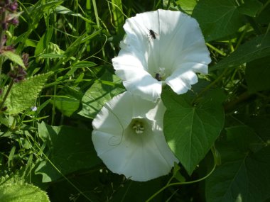 bir kahkaha çiçek bahar ormanında beyaz çiçeği