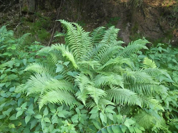 Fern Het Forest Het Voorjaar Van — Stockfoto