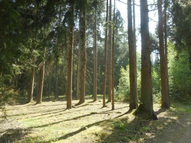 İlkbaharda ağaçlar vahşi doğa güneş güneş ışığı ile Bavyera ormanında gündoğumu 