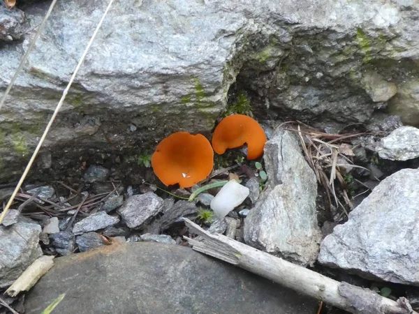 Orangefarbener Märchenpilz Den Bergen Italiens — Stockfoto