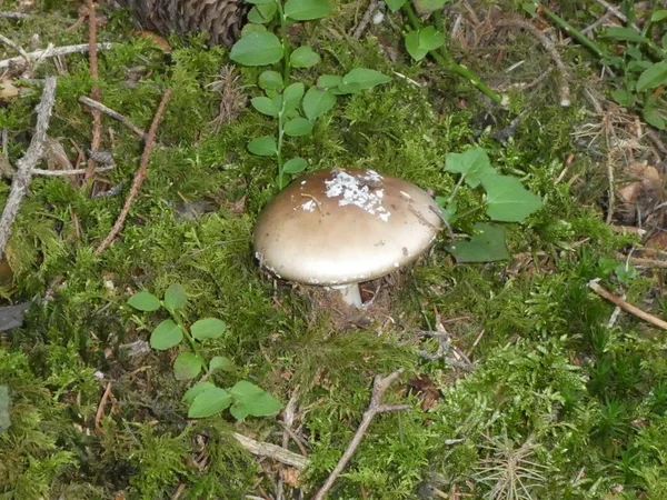 Panther Cap Mushroom Zielonej Trawie Jesienią Lesie — Zdjęcie stockowe