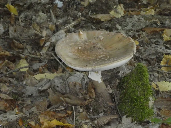 Champiñón Pantera Bosque Hierba Verde Otoño —  Fotos de Stock