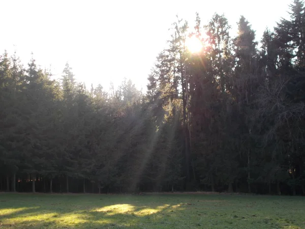 Lkbaharda Ağaçlar Vahşi Doğa Güneş Güneş Işığı Ile Bavyera Ormanında — Stok fotoğraf