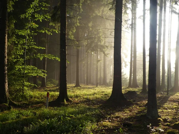 Amanecer Bosque Bavaria Primavera Con Luz Del Sol Rayos Sol Imagen De Stock