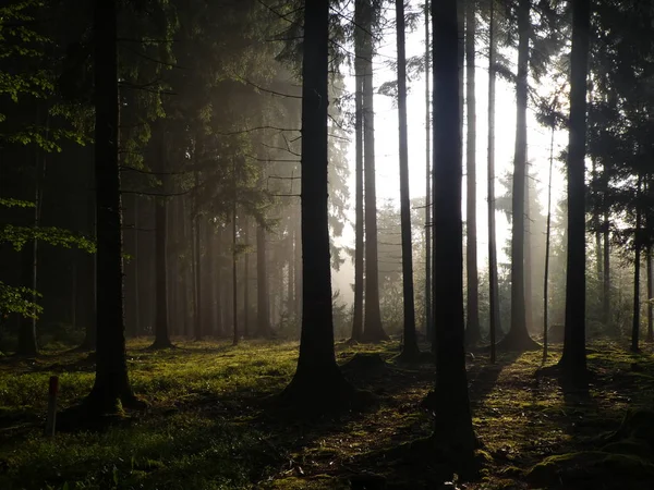 日出在森林中的巴伐利亚在春天与阳光阳光树木野生自然 图库图片