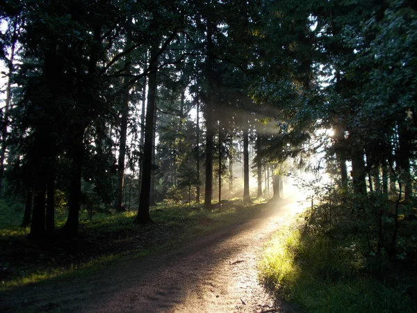 Amanecer Bosque Bavaria Primavera Con Luz Del Sol Rayos Sol Fotos De Stock