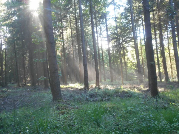 Sonnenaufgang Wald Bayern Frühling Mit Sonnenstrahlen Bäume Wilde Natur Stockbild