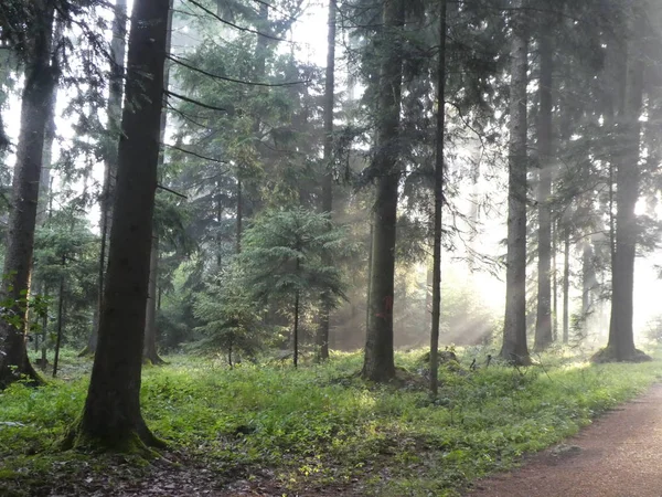 Amanecer Bosque Bavaria Primavera Con Luz Del Sol Rayos Sol Imagen De Stock