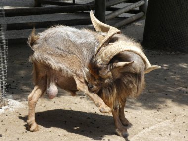 uzun boynuzlu büyük keçi