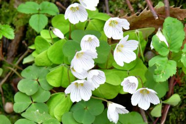 bahar çayırda beyaz çiçeği ile kuzukulağı çiçek