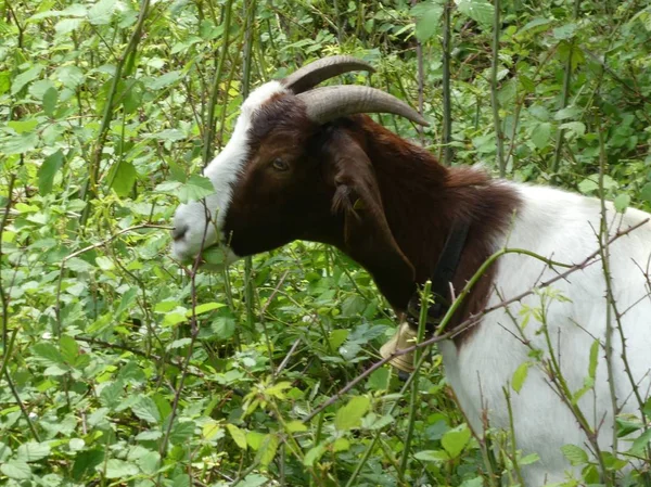 Cabra Blanca Marrón Con Cuernos Largos Hierba Verde — Foto de Stock