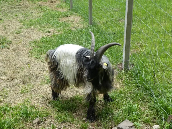 Cabra Grande Con Largos Pelos Negros Blancos Hierba Verde Pastoreo — Foto de Stock