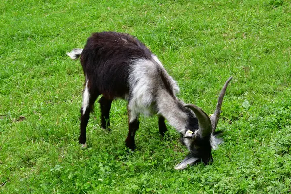 山羊在草地上吃绿草 — 图库照片