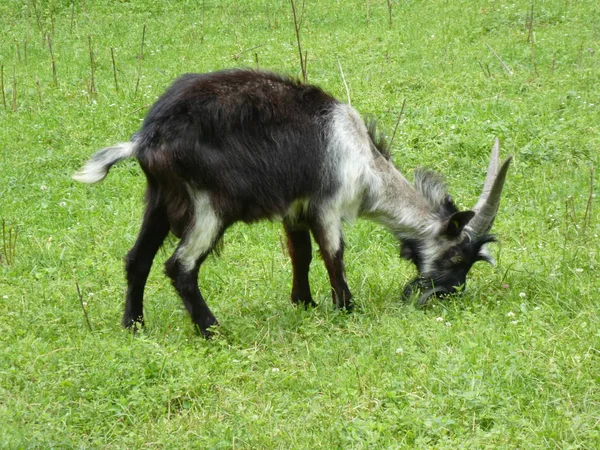 Geit Groen Gras Een Weide Grazen — Stockfoto