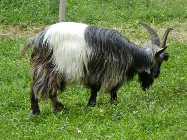 Grande Cabra Com Longos Cabelos Pretos Brancos Grama Verde Pastando — Fotografia de Stock