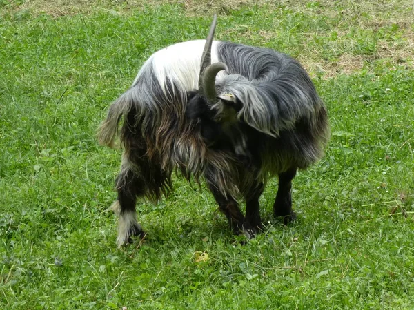 黒と白の長い毛を持つ大きなヤギ緑の草原の長い角を放牧草 — ストック写真