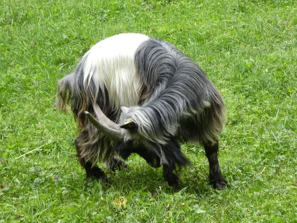 Grande Cabra Com Longos Cabelos Pretos Brancos Grama Verde Pastando — Fotografia de Stock
