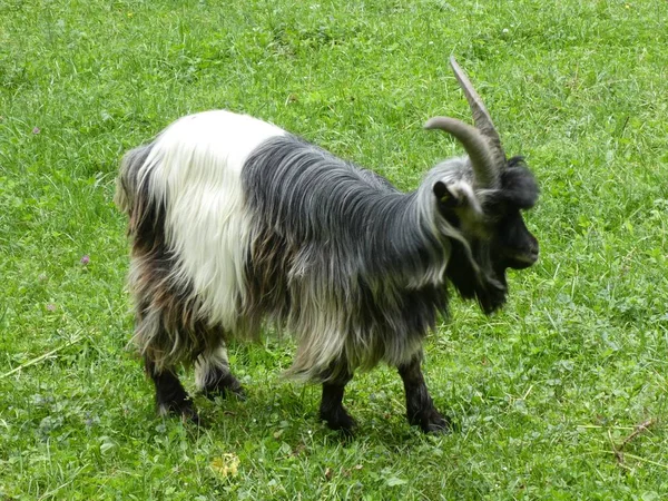 Grande Cabra Com Longos Cabelos Pretos Brancos Grama Verde Pastando — Fotografia de Stock