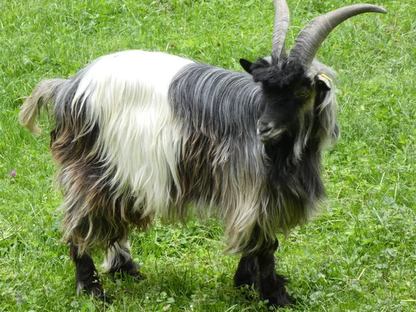 Cabra Grande Con Largos Pelos Negros Blancos Hierba Verde Pastoreo — Foto de Stock