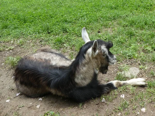 山羊在草地上吃绿草 — 图库照片