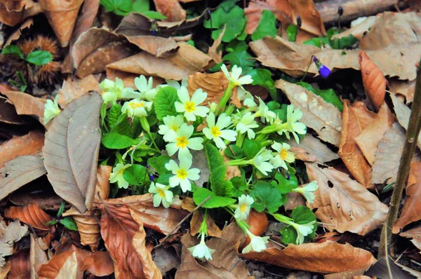 Bruin Witte Geit Met Lange Horens Het Groene Gras — Stockfoto