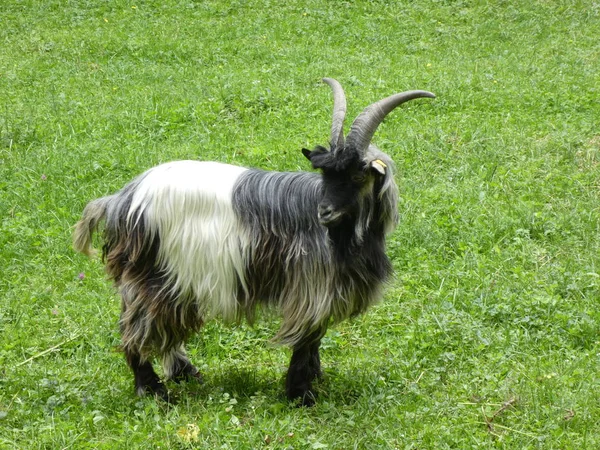 大山羊与长的黑色和白色头发绿草放牧草草长角 — 图库照片