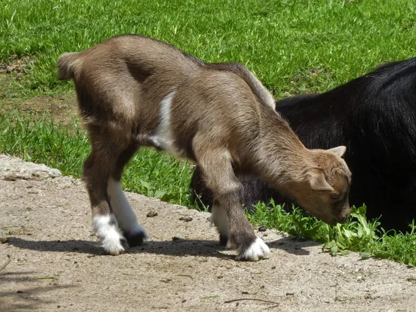 Unga Geten Unge Brun Djurpark Bayern — Stockfoto