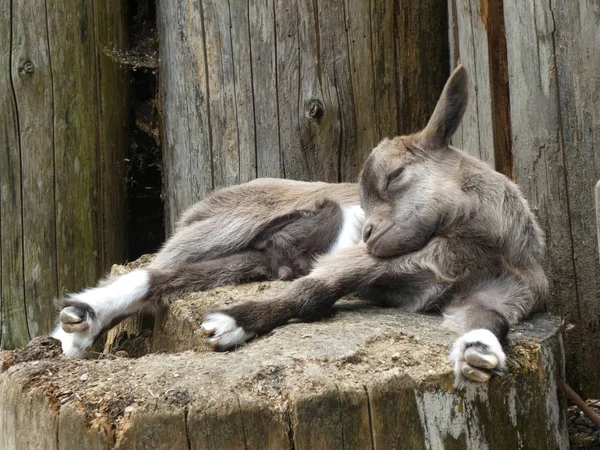 Cabrito Cabra Joven Marrón Zoológico Bavaria —  Fotos de Stock