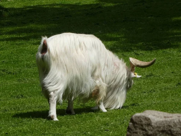 Koza Długie Białe Włosy Wypas Trawa Zielony Łąka — Zdjęcie stockowe