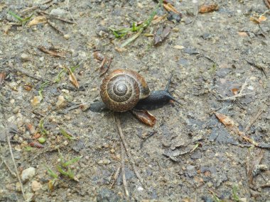 Salyangoz ormandaki kahverengi bir ev ile