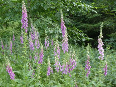 Ormanın içinde mor çiçeği ile vahşi fox eldiven çiçek