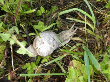 büyük elma salyangoz ormanın içinde büyük bir ev ile