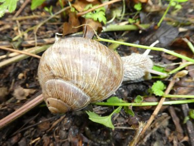 büyük elma salyangoz ormanın içinde büyük bir ev ile